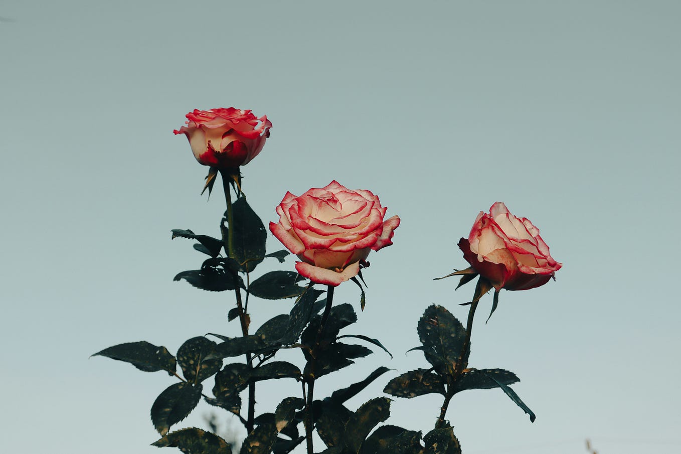 A much needed reminder 👍🏽 Wardah Medium