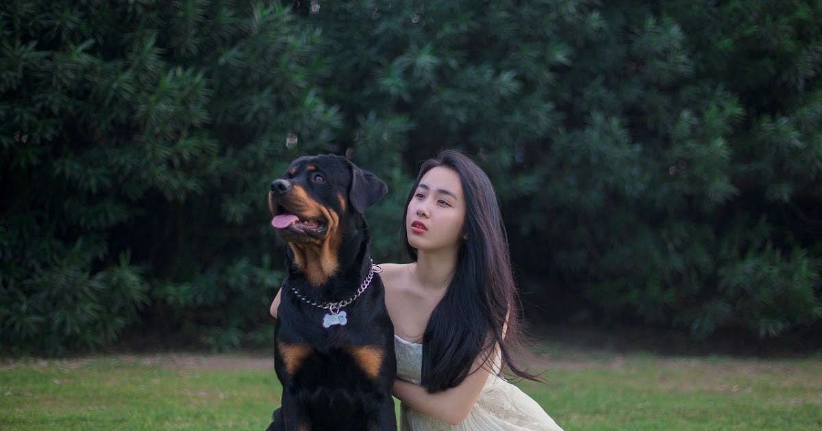 New Hampshire Dog Leash Laws 20232024 by Aurangzeb Medium