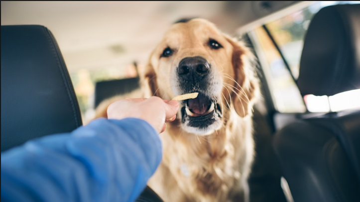 Can Dogs Eat Potatoes? Read Before You Feed