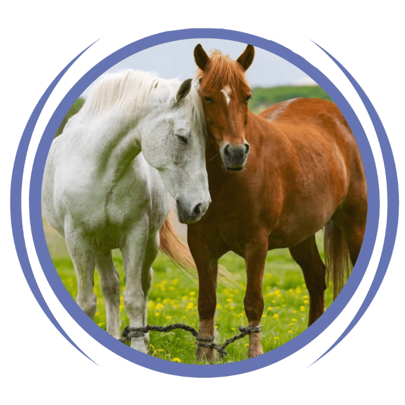 Exploring the Wonderful World of Goats for Sale with horse N herds by Horsenherds Medium