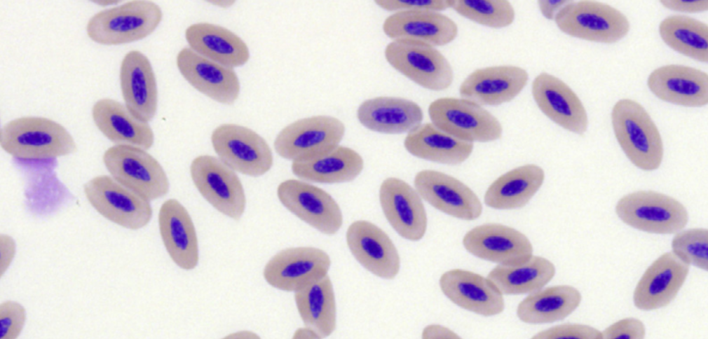 The Basics of the Avian Complete Blood Count (Part 1) | by Sherveen Karbasi  | Medium