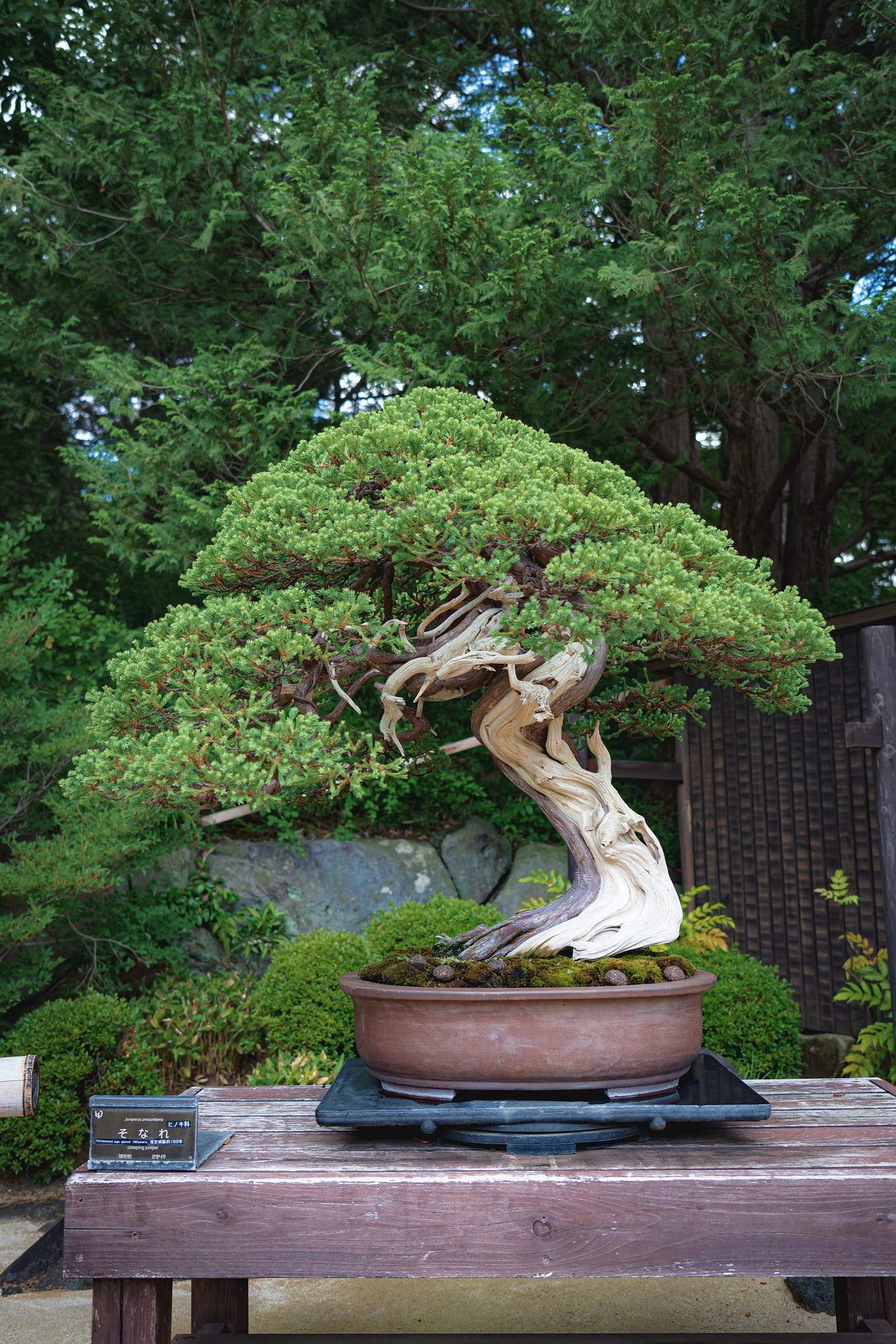 Bonsai - Medium Rock Juniper Bonsai Tree from  The old age  of the Bonsai tree strengthens the trees ability to withstand extremely  hardy and can withstand cold weather, but provide protection