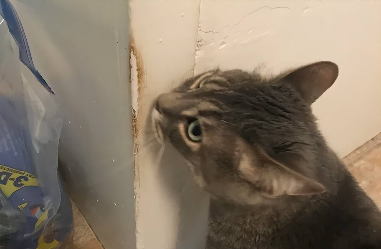 Why My Cat Bites While I’m Petting It by Josephine Oct, 2024 Medium