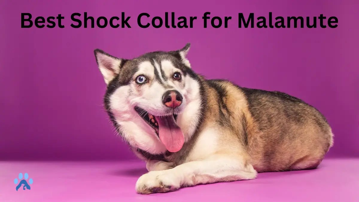 How to Train a Dog with a Shock Collar? Detailed Guide MyPetGuides