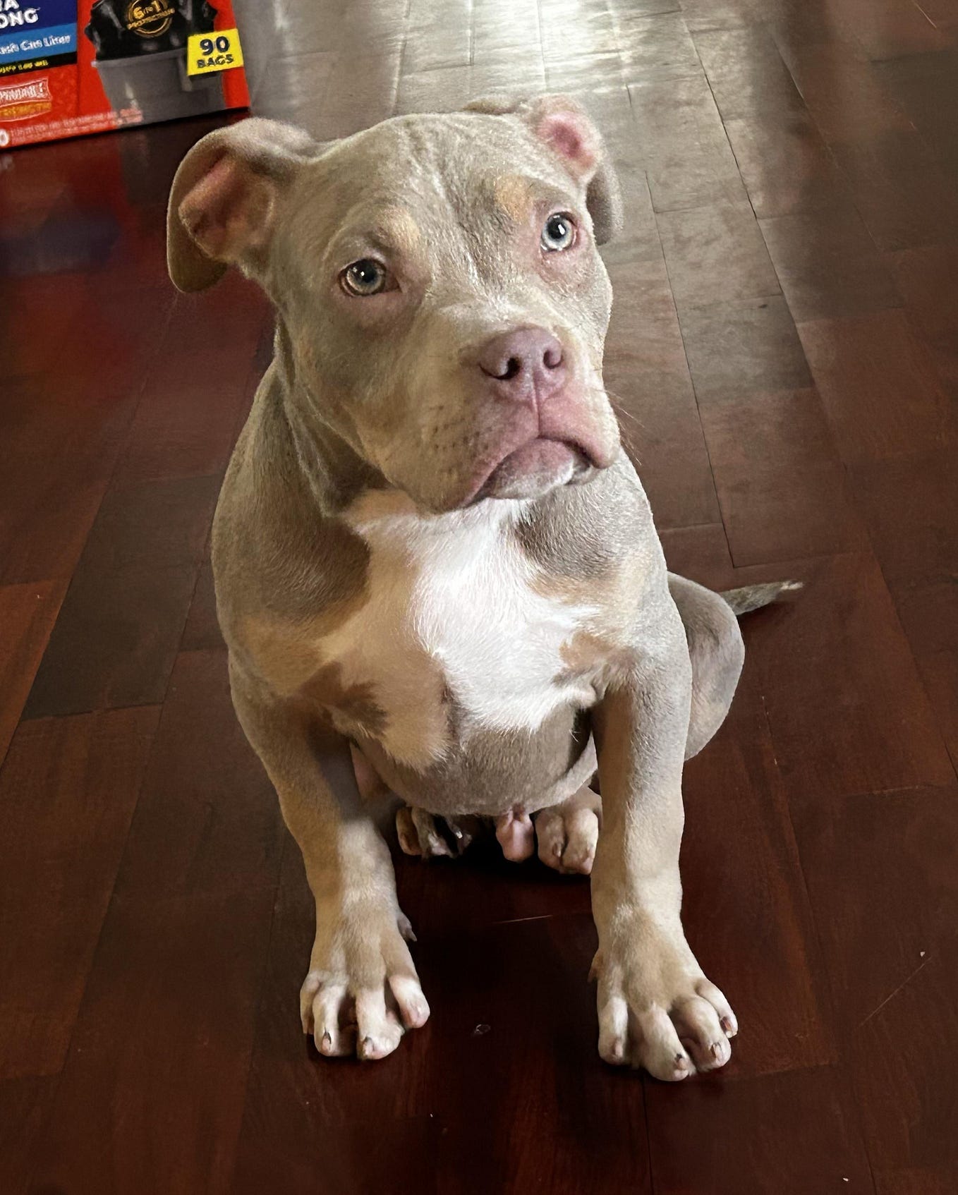 DogFriendly Beaches in the UK Top Picks for Your Pup! by Margaret