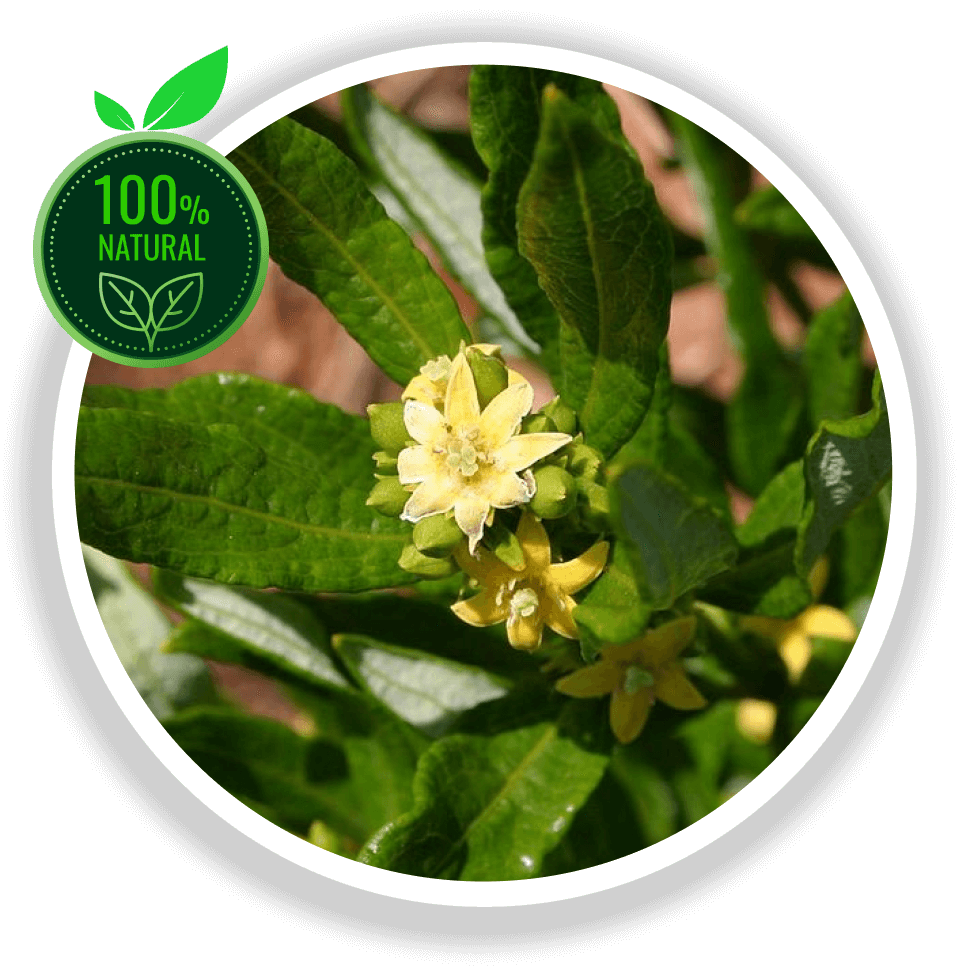 Demystifying Black Ox Exploring Claims of Natural Testosterone Boosters by Syed Hameed Ahmed