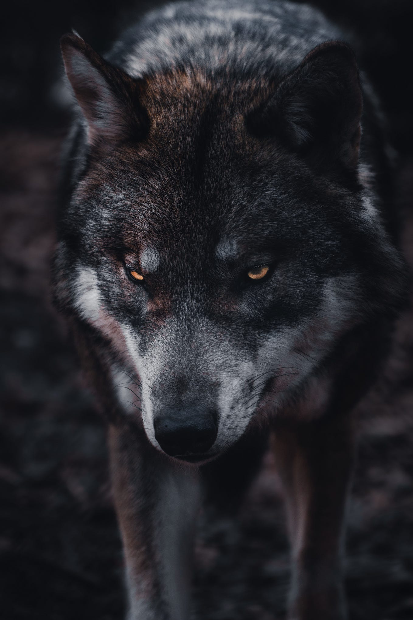 Face To Face: How Big Is A Gray Wolf Compared To A Human? - xb1ahxf