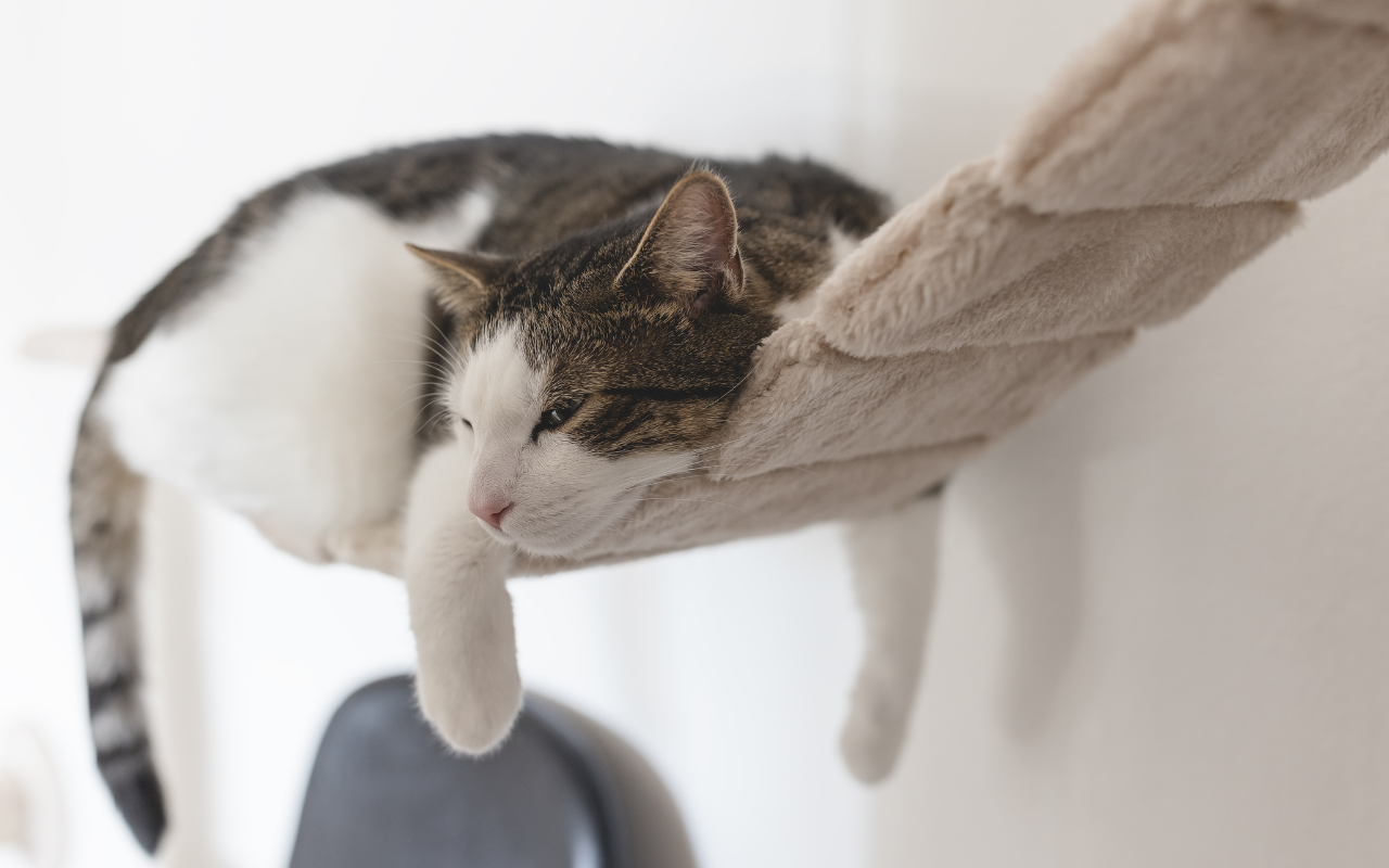 Decoding Cat Behavior