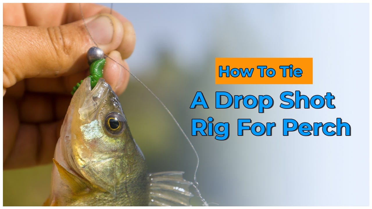 Best Beginners Setup To Tie A Drop Shot Rig For Perch [2022