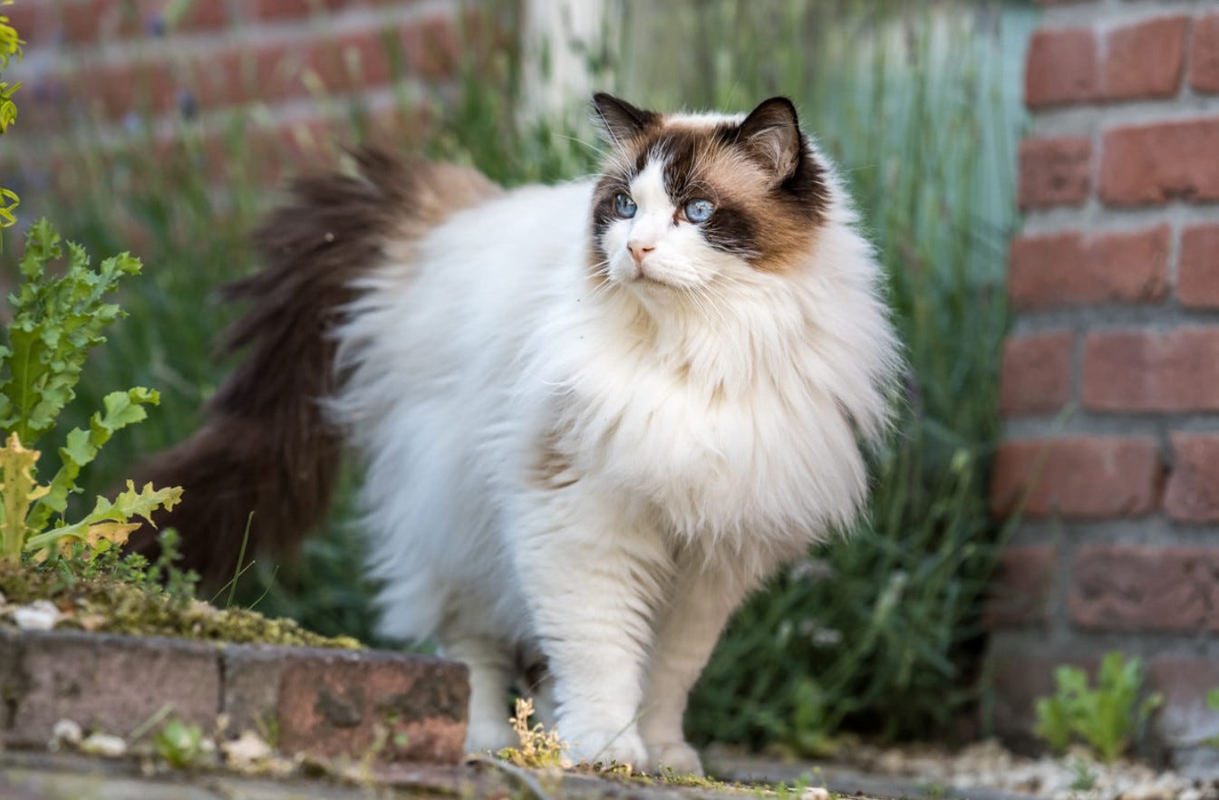 How Much Does A Maine Coon Kitten Cost? Maine Coon Cats Medium