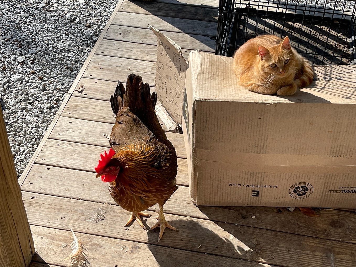 What Is Necrotic Enteritis In Chickens? Backyard Chicken News Medium