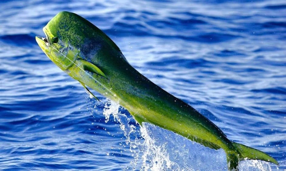 Fintastic Fishing Charters — Deep Sea Fishing Miami Beach | by Sea ...