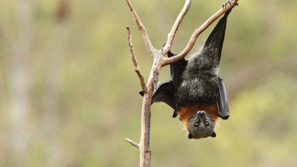 2025 Monkey Zodiac Forecast Are You Ready for Clever Moves and Steady