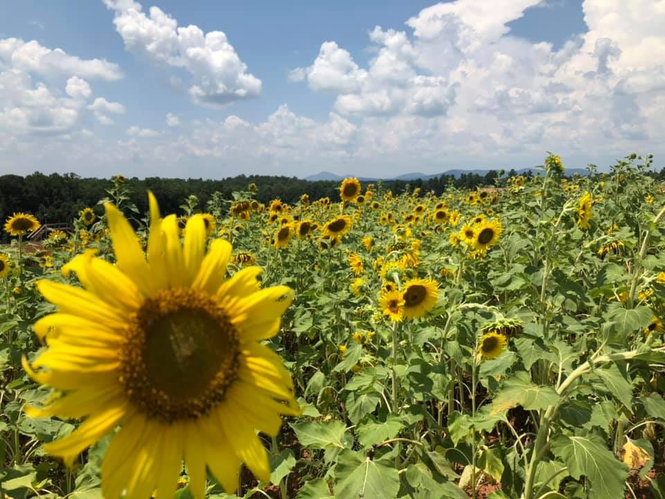 The “Psychic Colors” That Ma