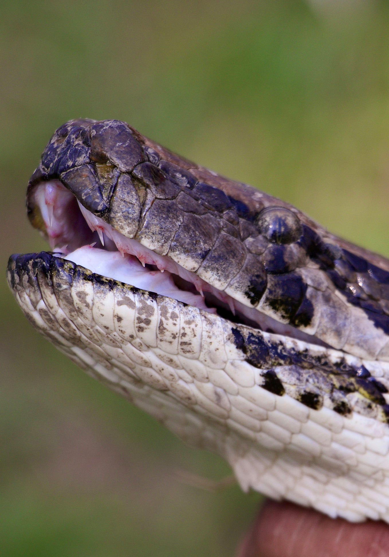 How to share python code between jupyter notebooks by florian