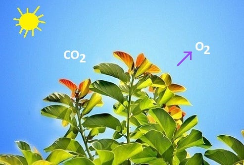 What is the simplest way for converting CO2 to O2?
