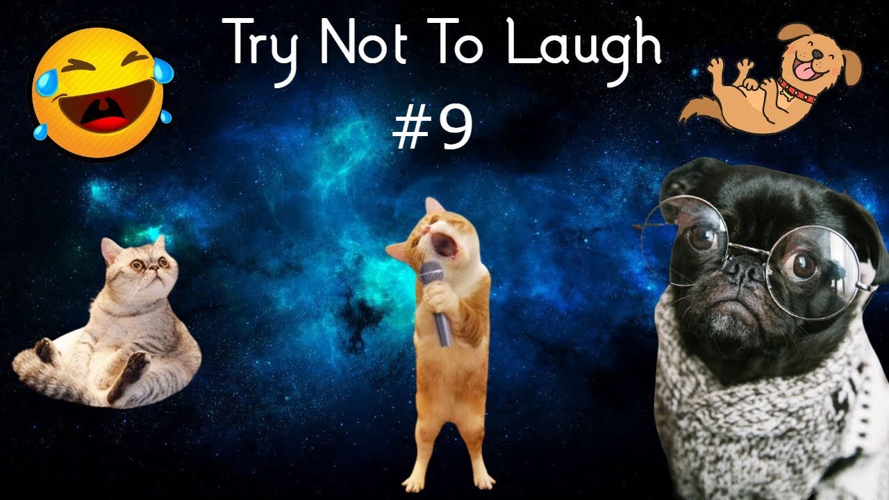 try not to laugh with funny videos 