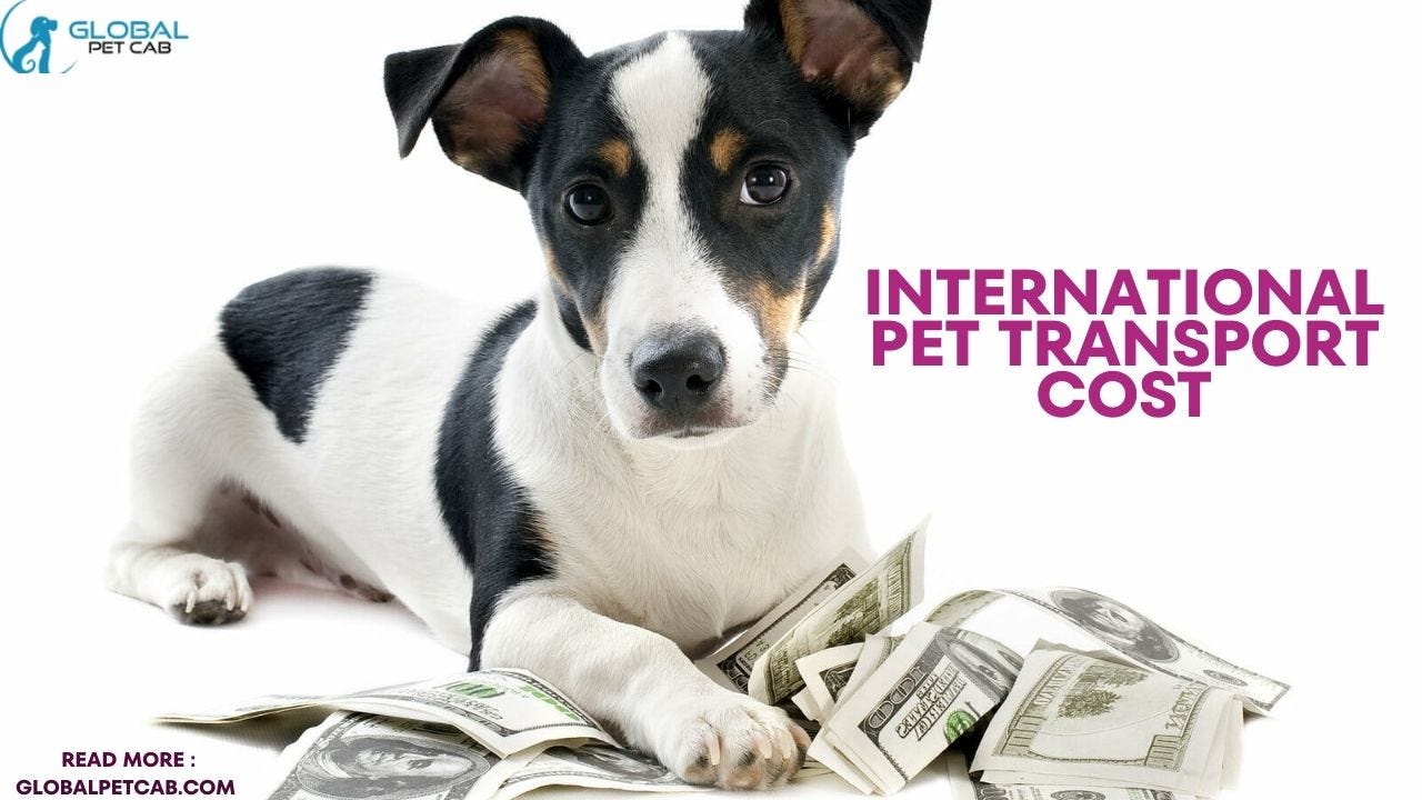 Finding the Best Pet Courier Service Near You A Complete Guide by