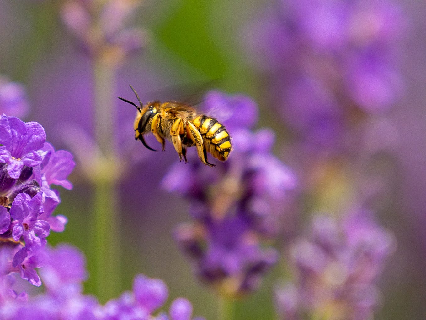 Ce este mierea organica?. Salut, dragi cititori! Vreau să vă… by