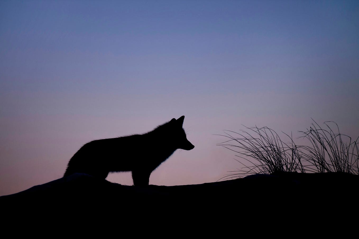 a lone wolf to illustrate the article about the myth of isolation as an ex-introvert
