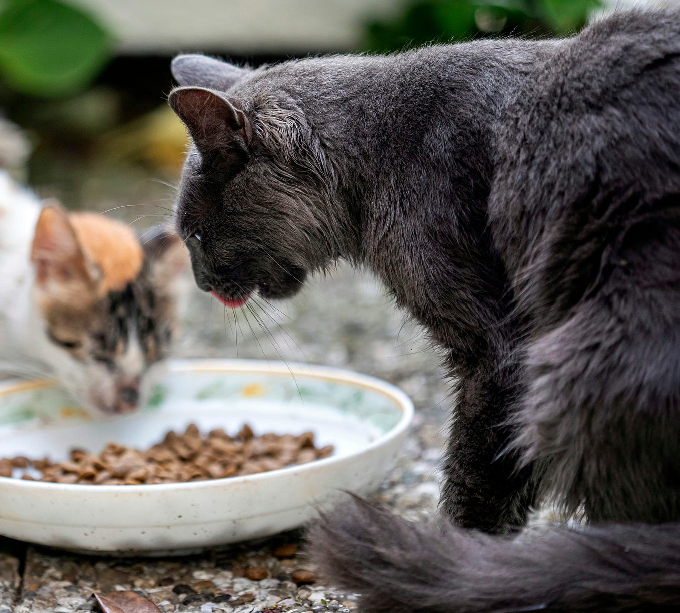 what-temperature-is-too-cold-for-cats-linda-s-walters-medium