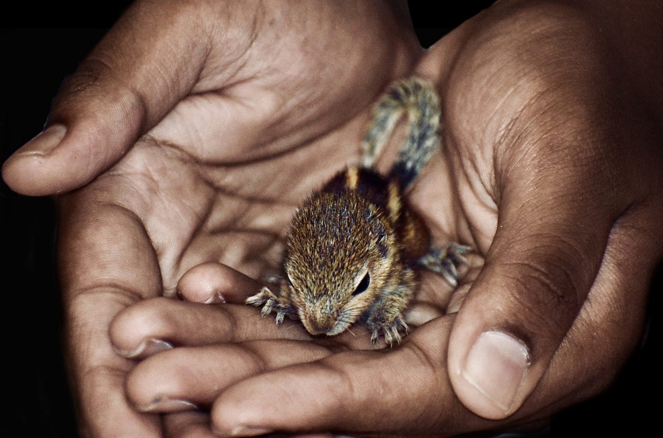 i-found-a-baby-squirrel-now-what-by-autumn-steward-the-squirrel