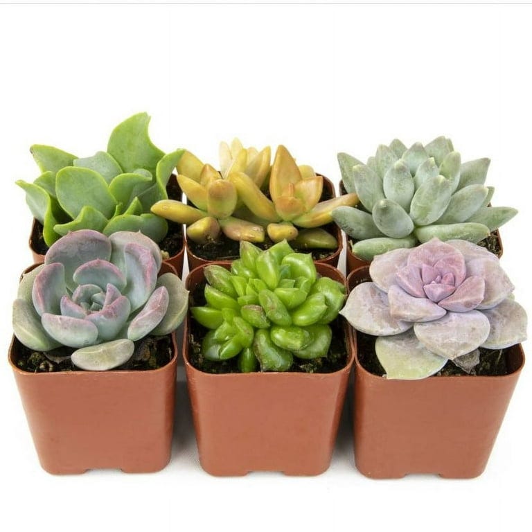 Can You Use Grow Lights for Cactus Expert Tips and Benefits by Farm