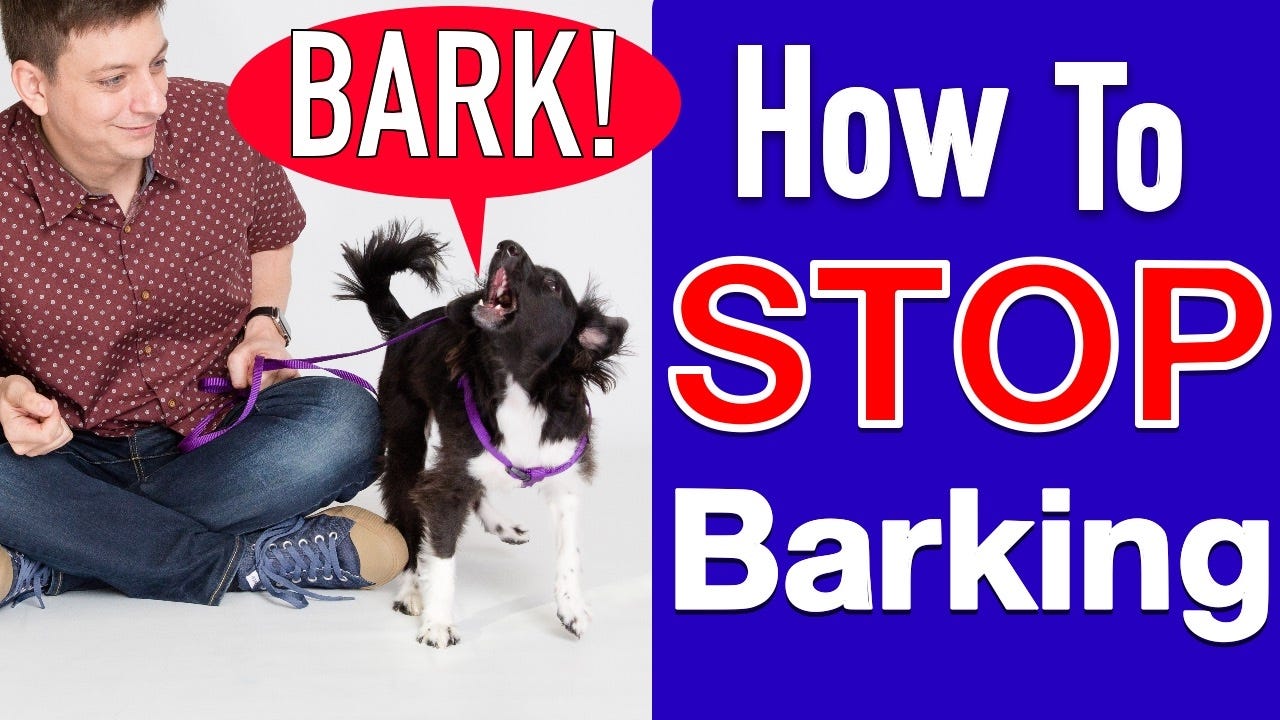 How to Train Your Puppy to Stop Biting Gentle Methods by Dog