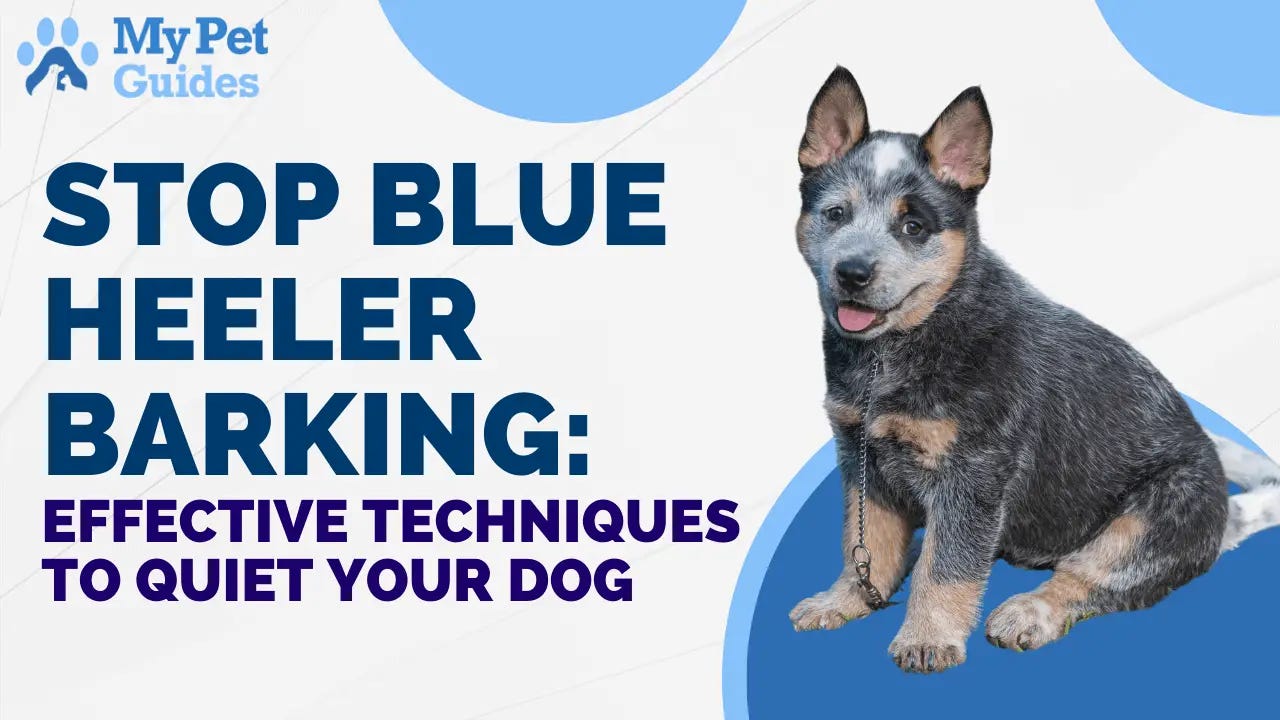 Why Are My Andis Dog Clippers Not Cutting at Beth Sullivan blog