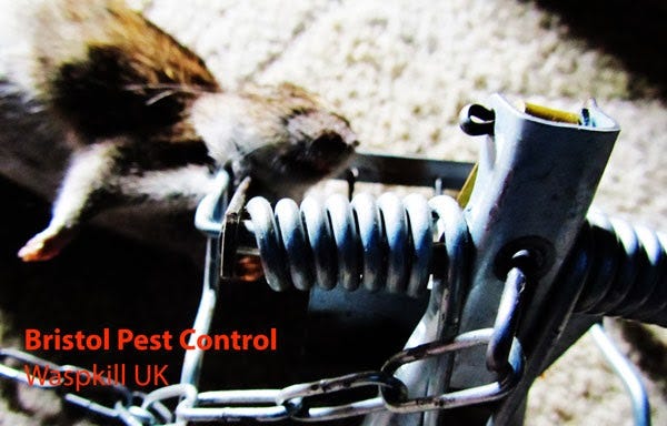 What's The Best Rat Trap Bait?. The Best Rat trap Bait, by The Bristol Rat  Company