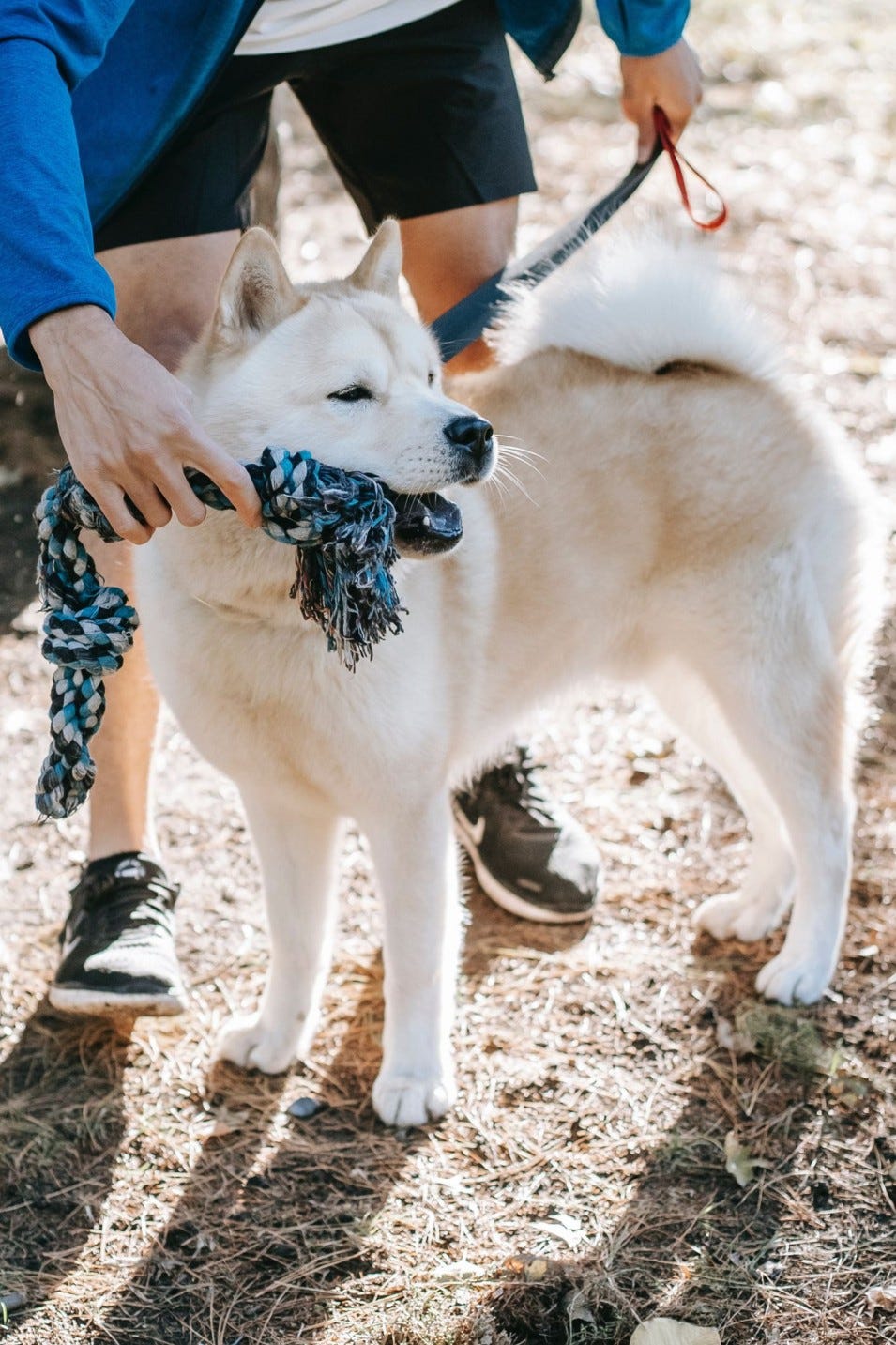 How Much Properly Does Dog Training Cost? [2 Basic Types And Steps