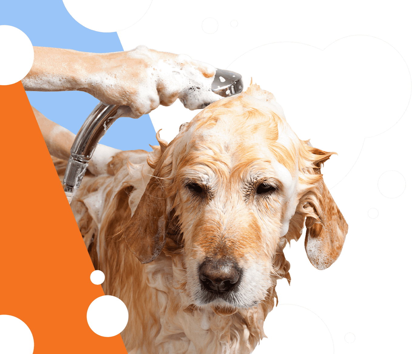Can You Run a Dog Grooming Business from Home Ultimate Guide by
