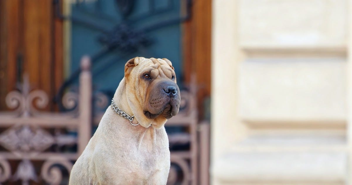 New Hampshire Dog Leash Laws 20232024 by Aurangzeb Medium