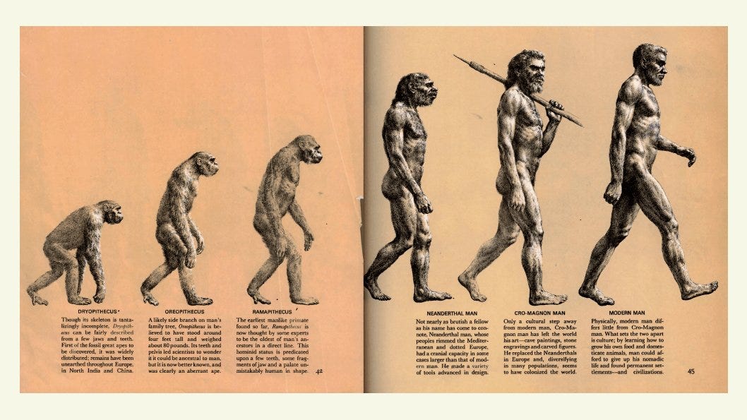 A progression from chimp to human