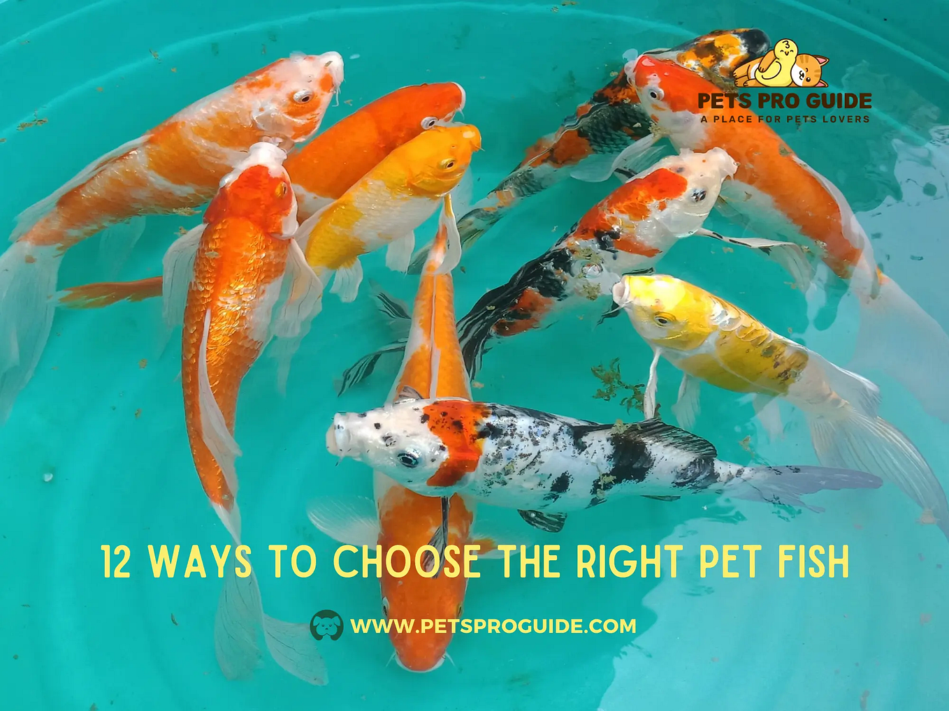 Lovebirds Cage Size Guide: Choosing the Perfect Habitat for Your