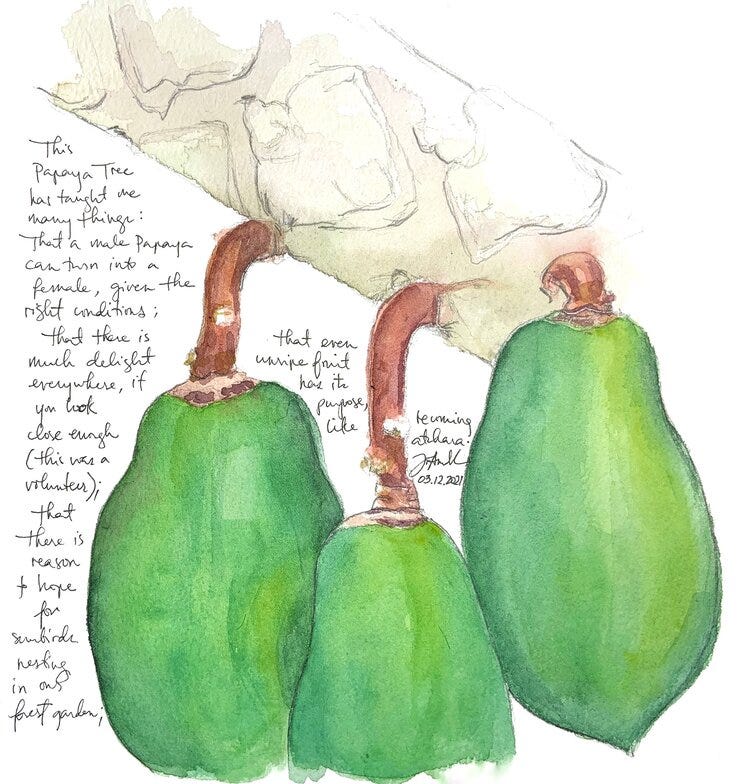 (Lessons from) a Volunteer Papaya Tree