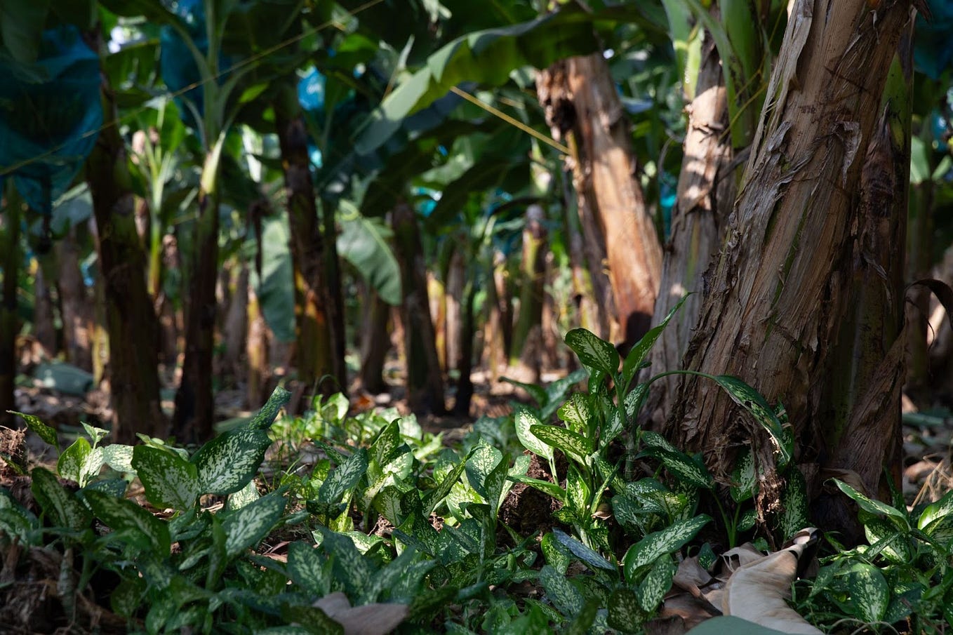 La sostenibilidad: factor fundamental del agro - BANACOL - Medium