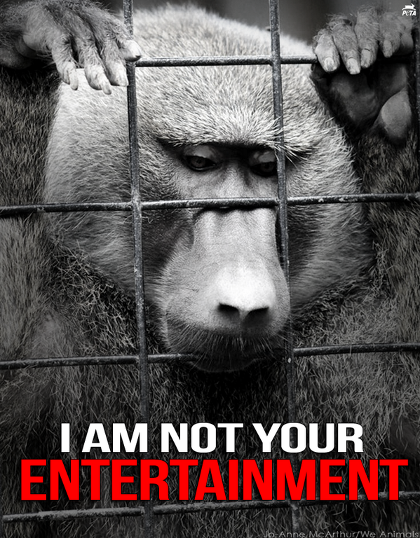 Zoochosis. You’ve been to the zoo, right? It was… by Sz Suzie Medium