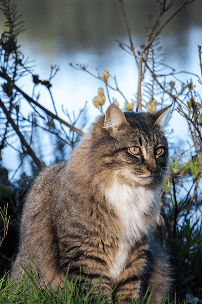 why-do-cats-close-their-eyes-when-they-eat-4-reasons-by-catcareking