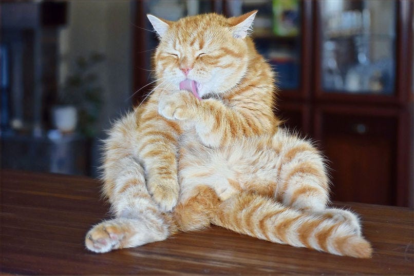 How to read your cat’s tail language? by Icy House Of Cats Medium