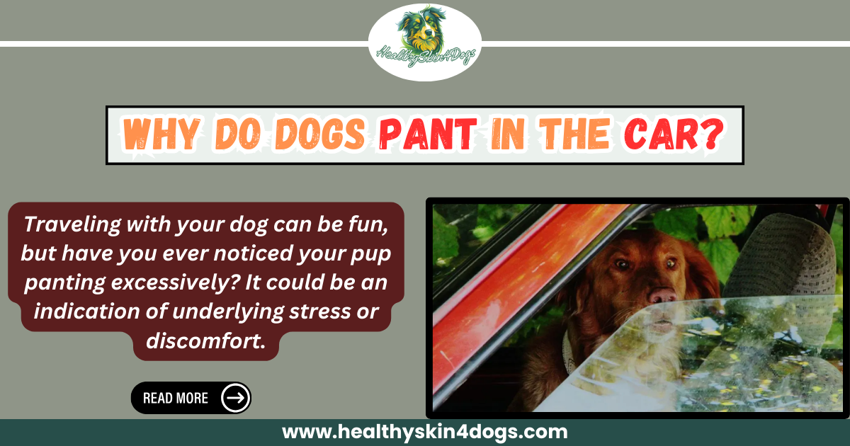 Why Do Dogs Whine In The Car?. Does your dog whine during car rides