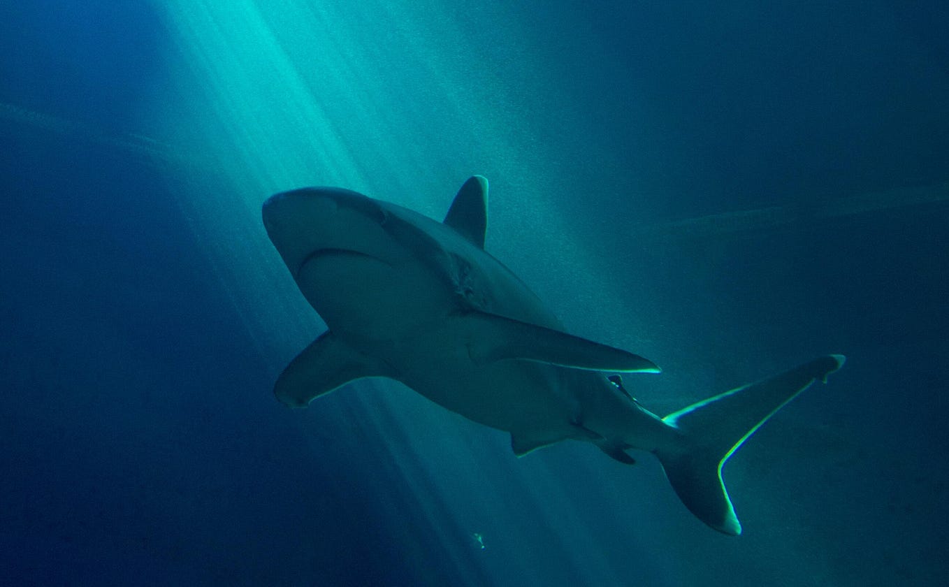 Simple Wireshark Scripts for Easy Network Forensics | by William ...