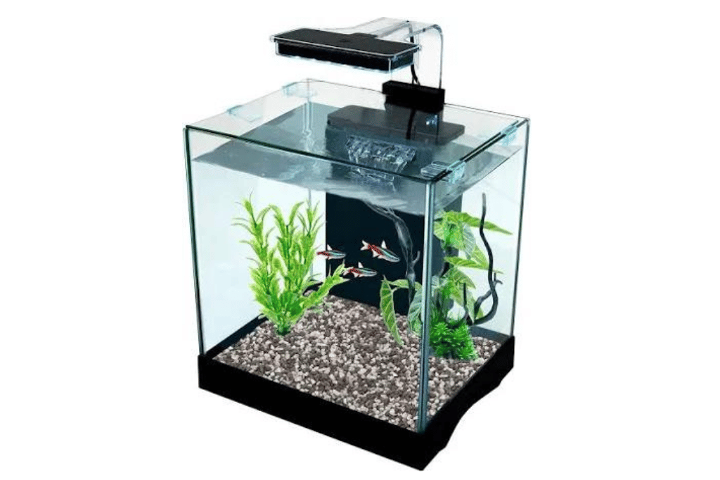 Aquarium Filtration Essentials: Keep Your Water Crystal Clear! | by Insider Fish | Jul, 2024 ...