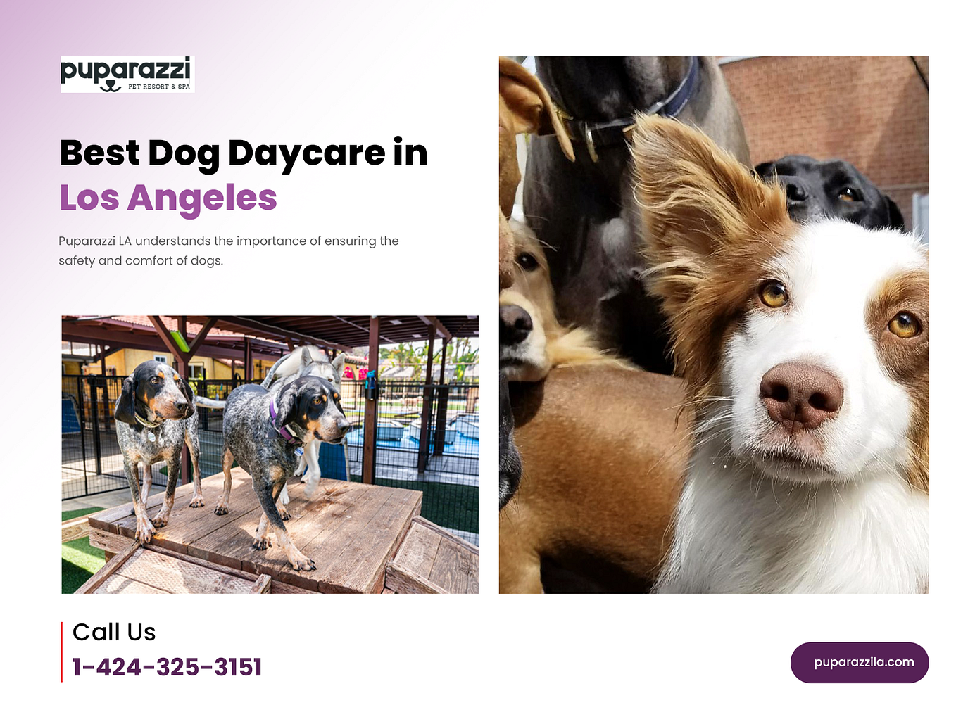 Best Dog Daycare Los Angeles Puparazzi LA Medium