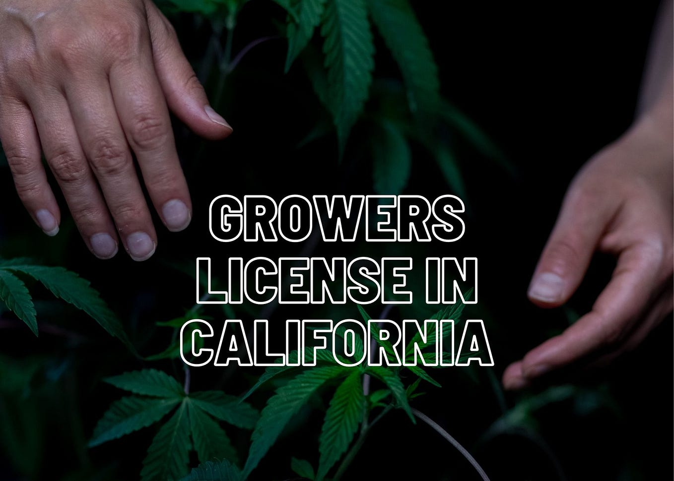 License to grow 99 plants in California by Mitchel isaac Medium