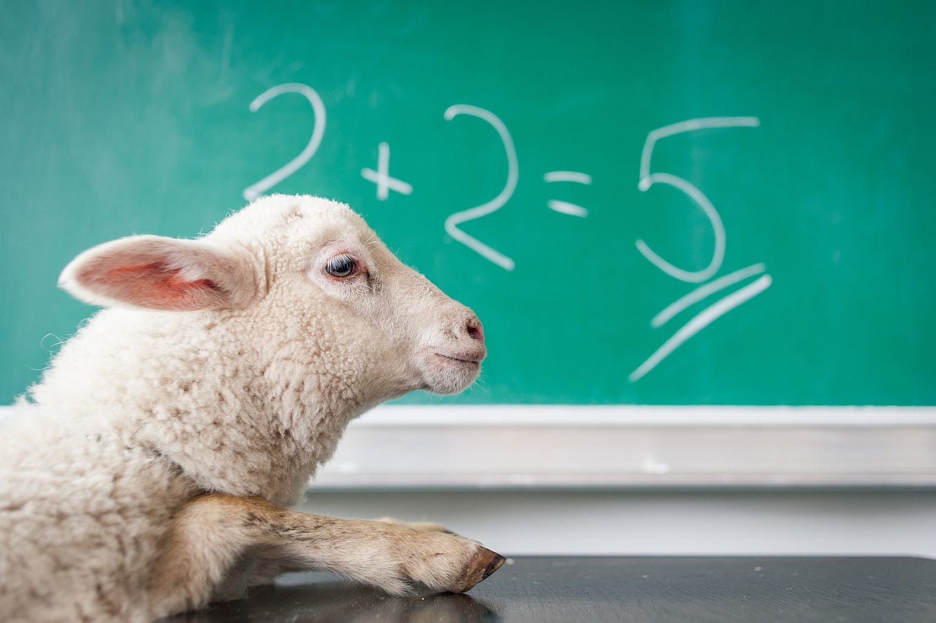 A lamb of the sheep before a blackboard that reads 2 + 2 = 5