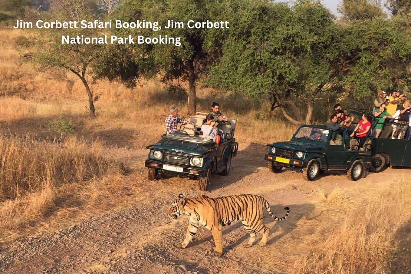 Nearest Airport To Jim Corbett National Park medium.com