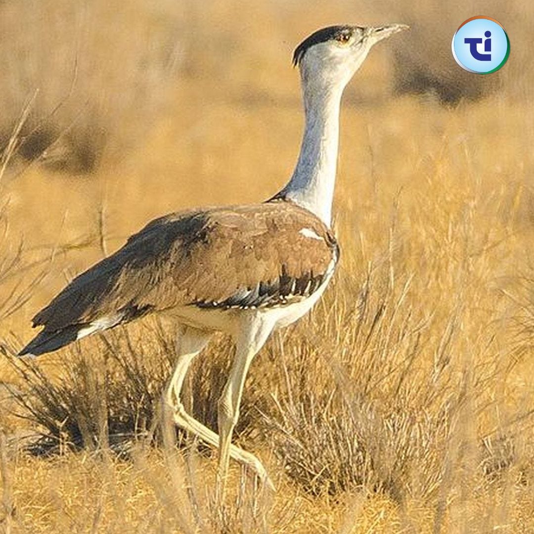 Advantages Of Bird Migration. Few natural occurrences capture the… | by ...