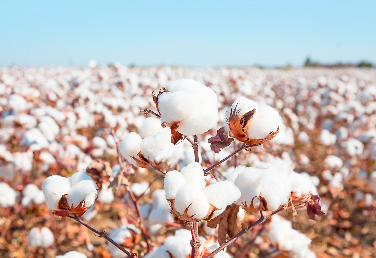 How Cotton Harms the Environment & Human Health