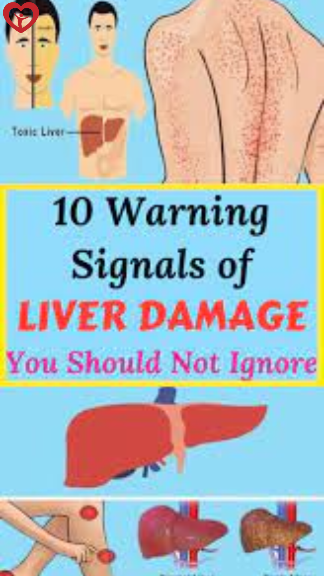 The largest solid organ in the body is the liver and its main function